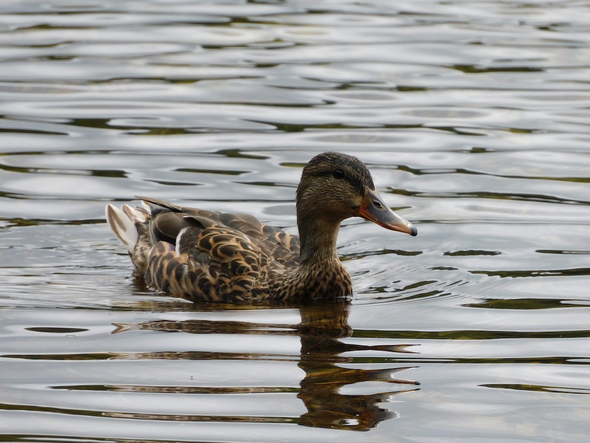 Mallard - DJ Thibado