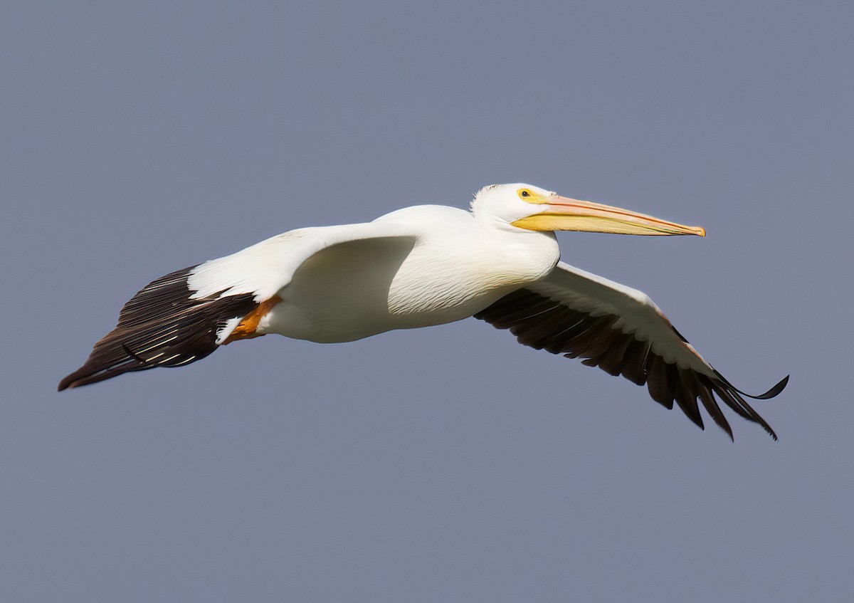 American White Pelican - Andrew Ross