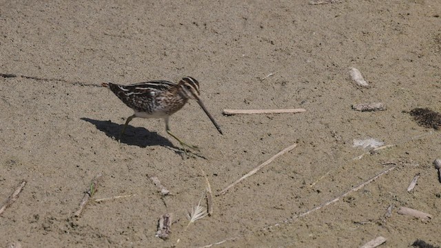 Wilson's Snipe - ML482480041