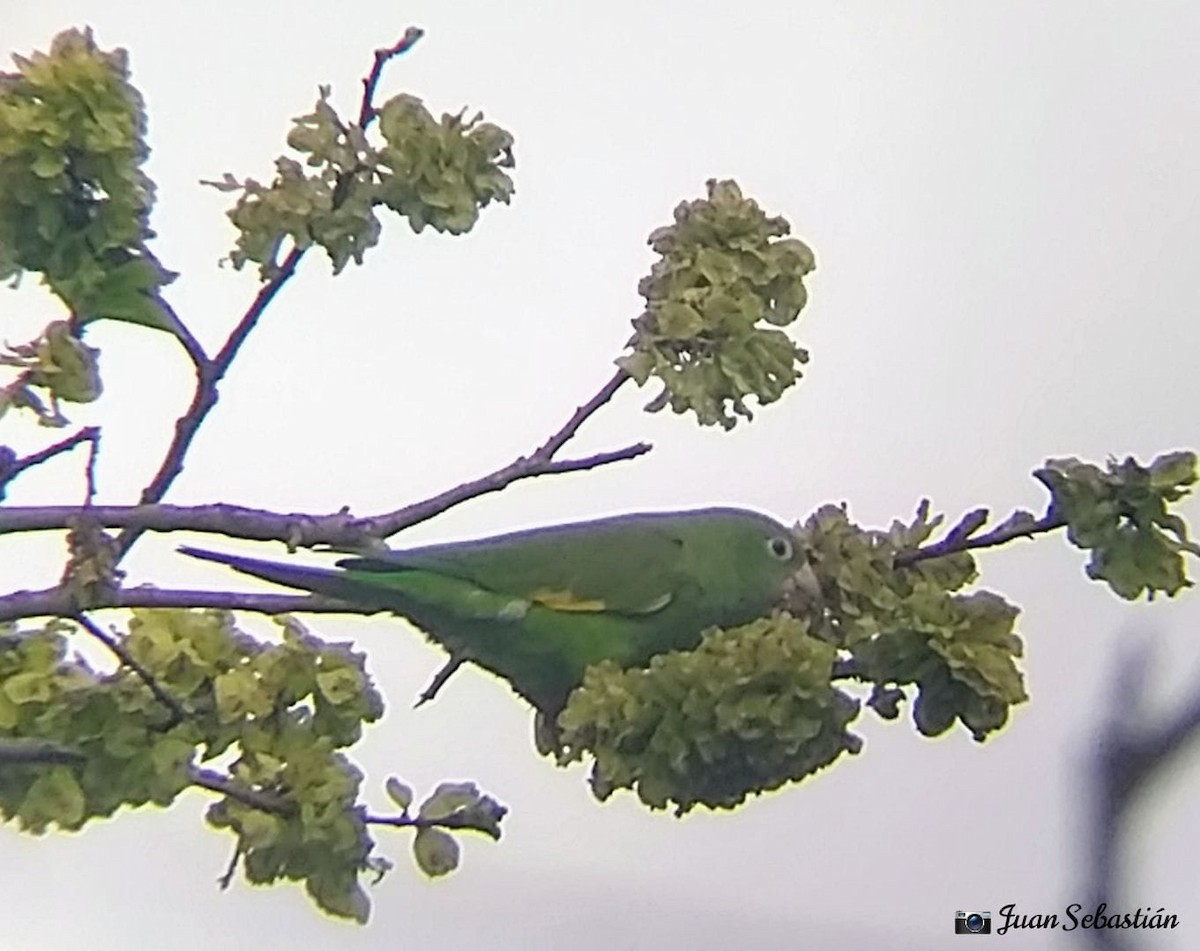 Yellow-chevroned Parakeet - ML482481411