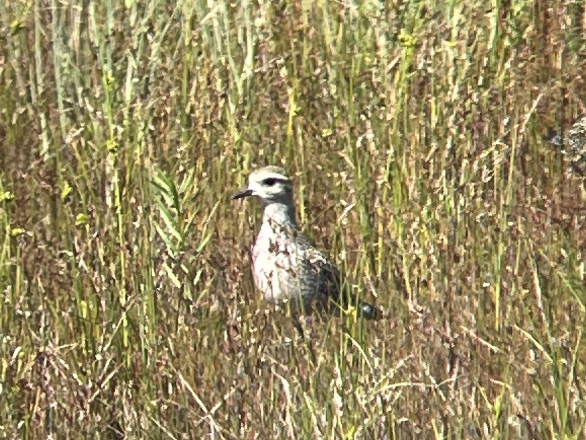 American Golden-Plover - ML482483361