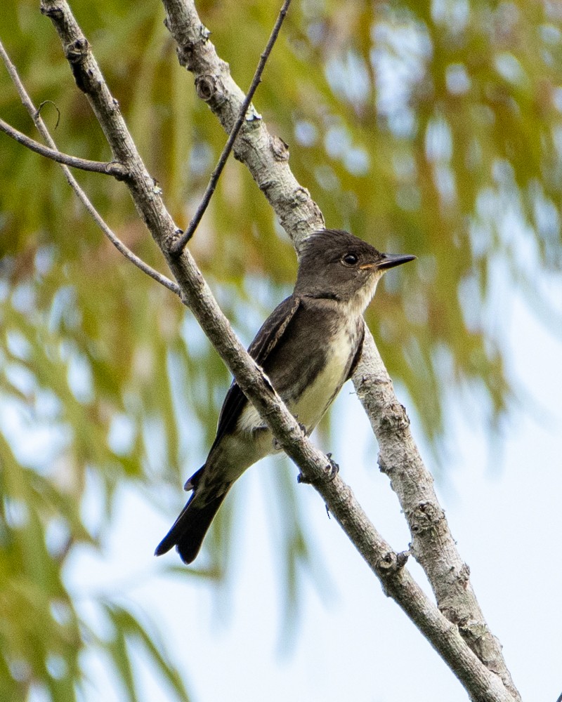 Olive-sided Flycatcher - ML482484561