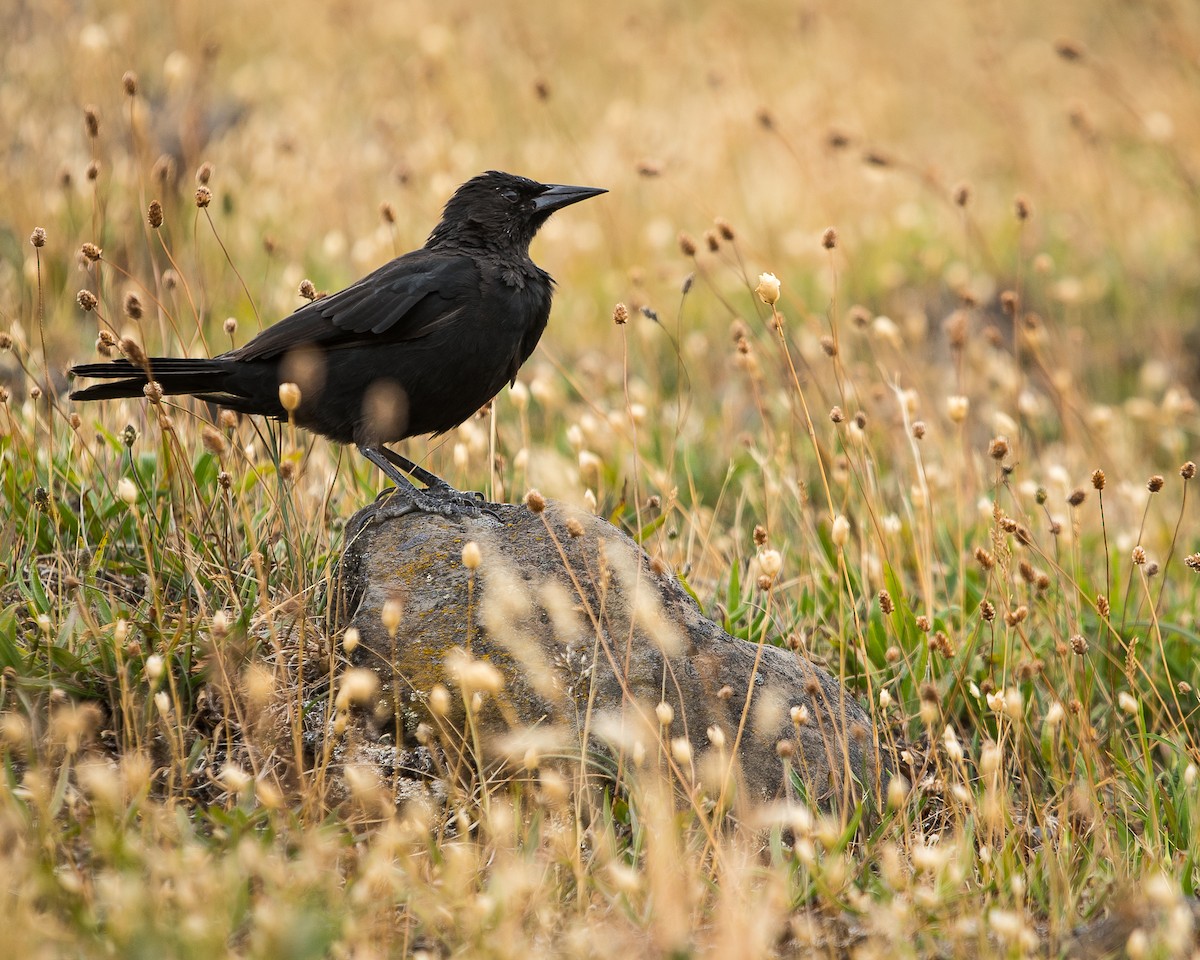 Austral Blackbird - ML482485331