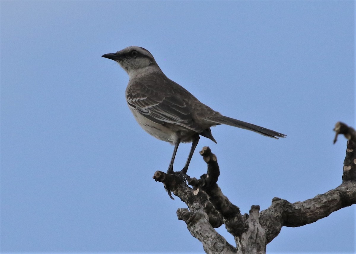 Chalk-browed Mockingbird - Dean LaTray