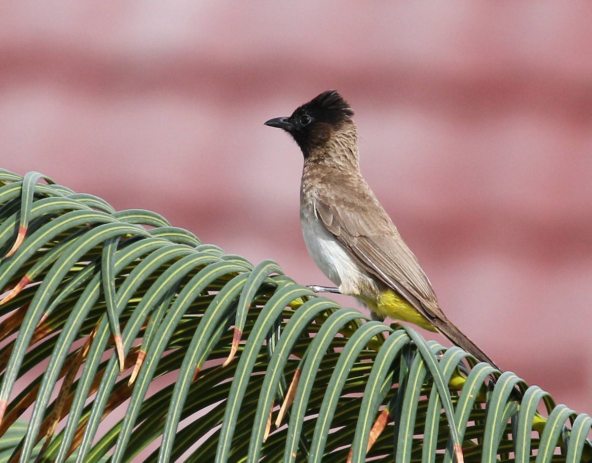 Bulbul des jardins - ML48248581