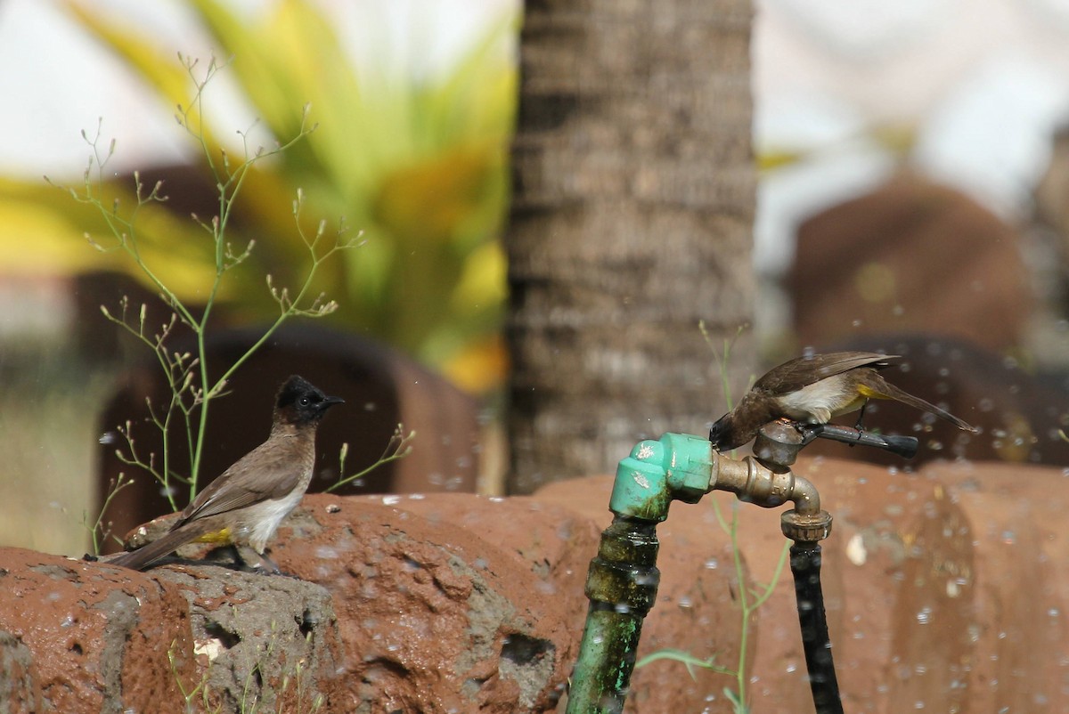 Common Bulbul - ML48248591