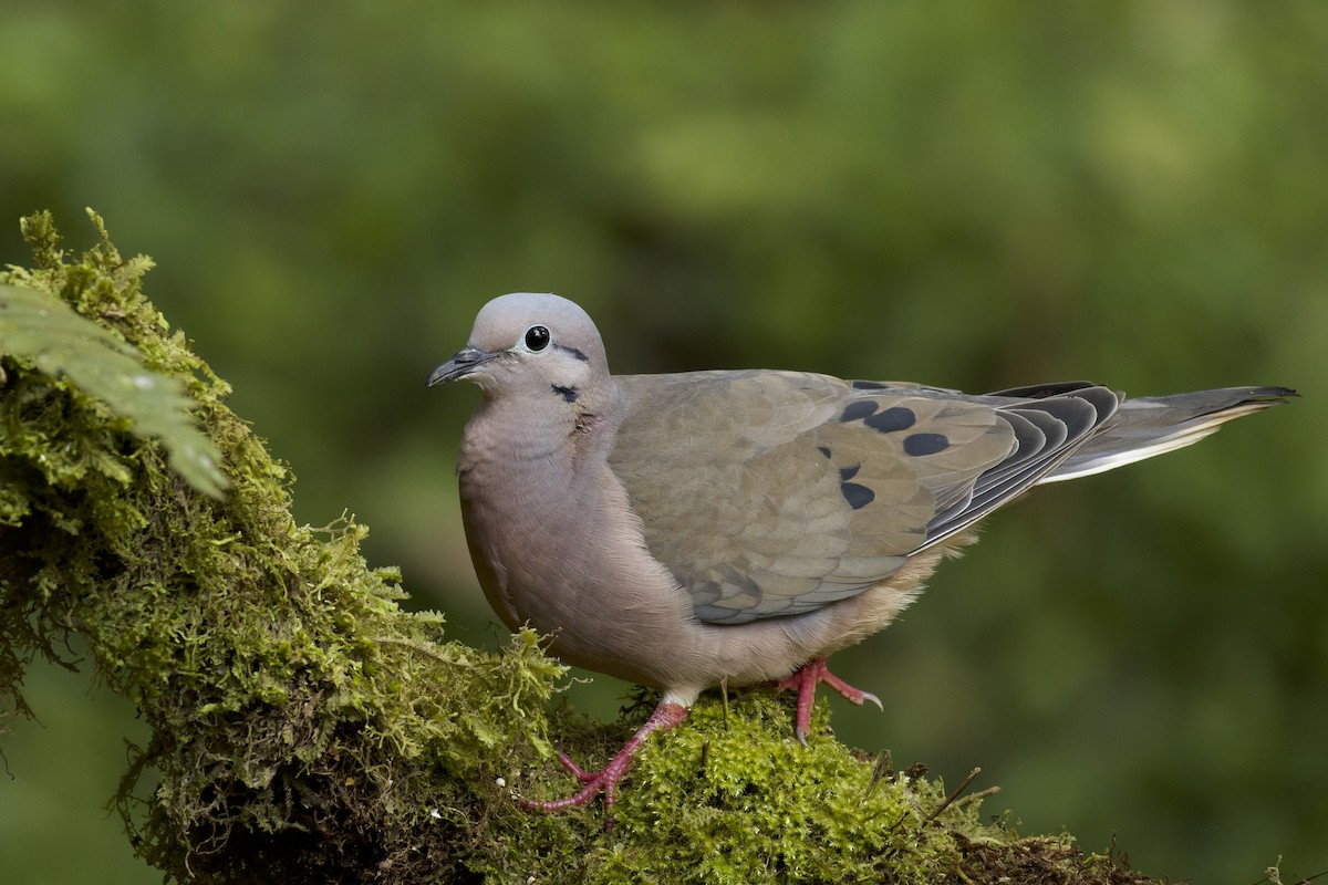 Eared Dove - JAVIER  Rubio