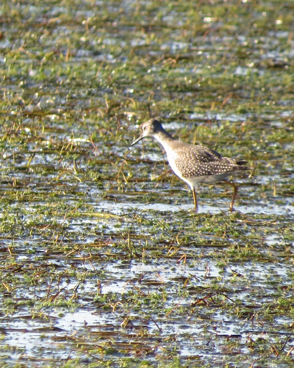 gulbeinsnipe/plystresnipe - ML482486781