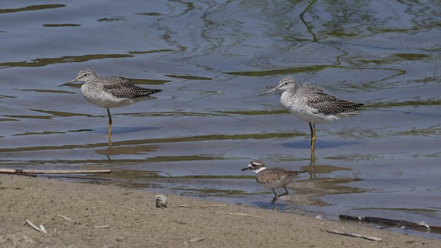 Greater Yellowlegs - ML482487011