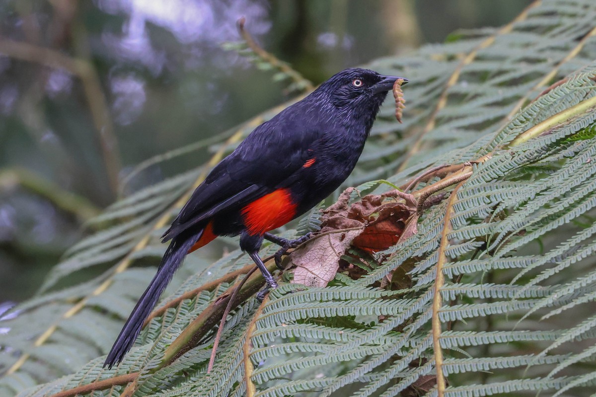 Red-bellied Grackle - Allison Miller