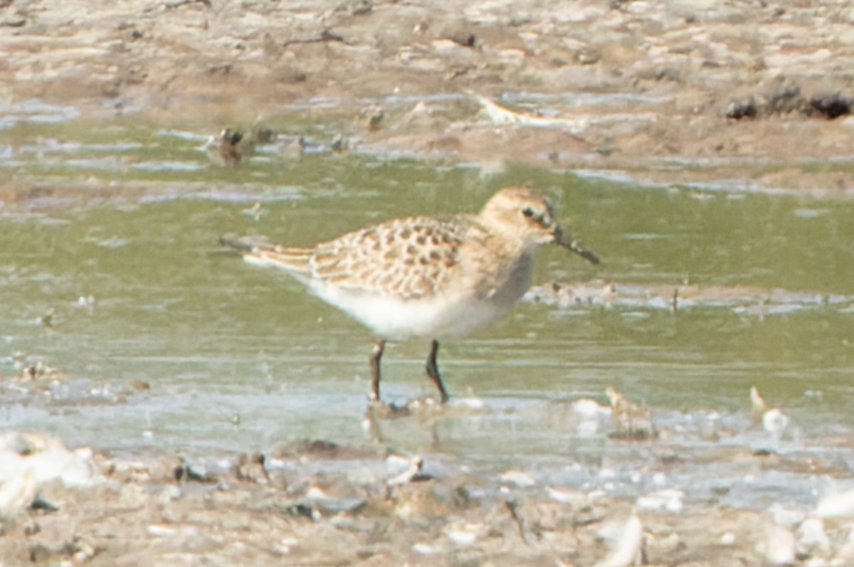 Baird's Sandpiper - ML482488811