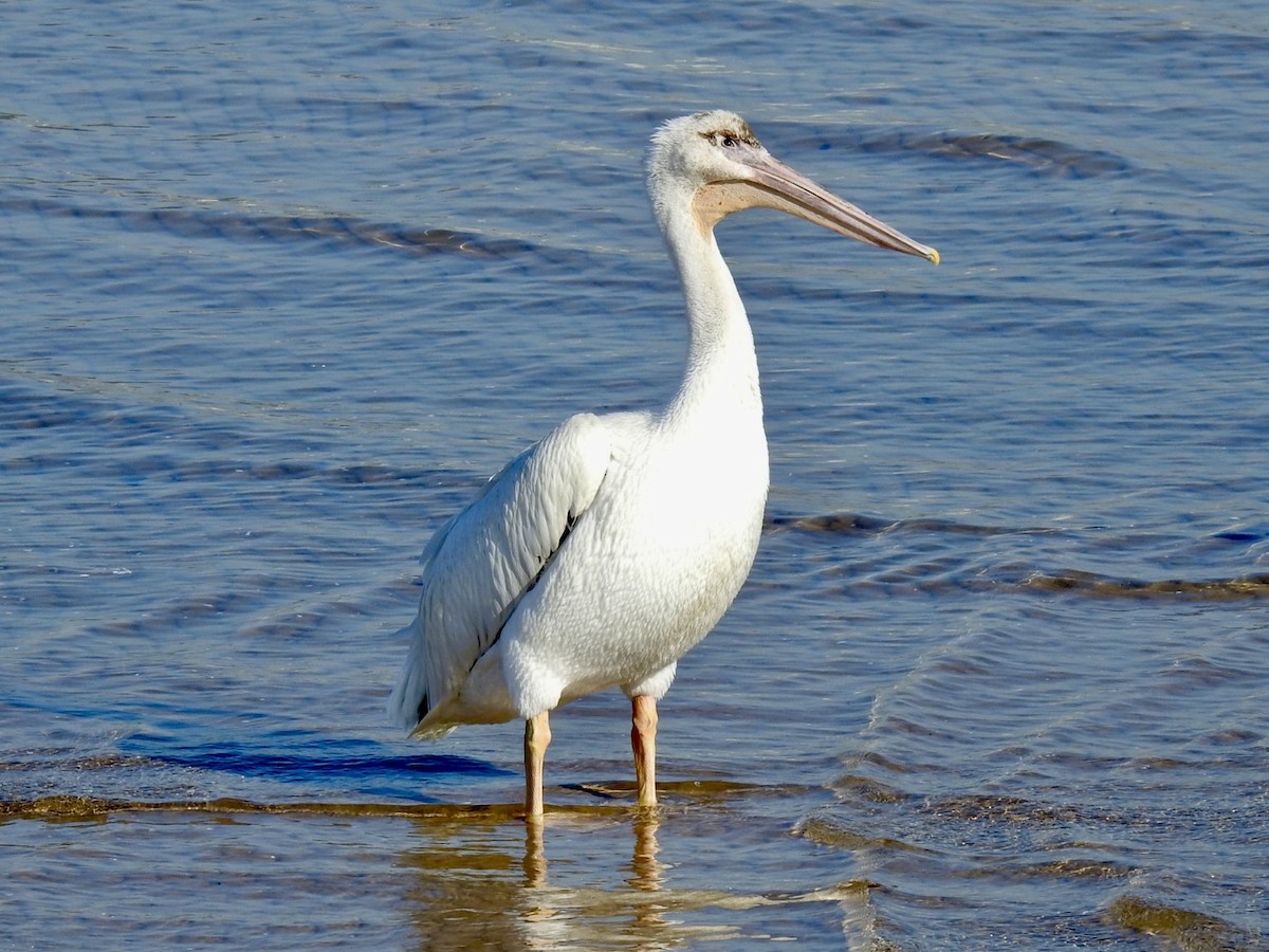 American White Pelican - ML482489841