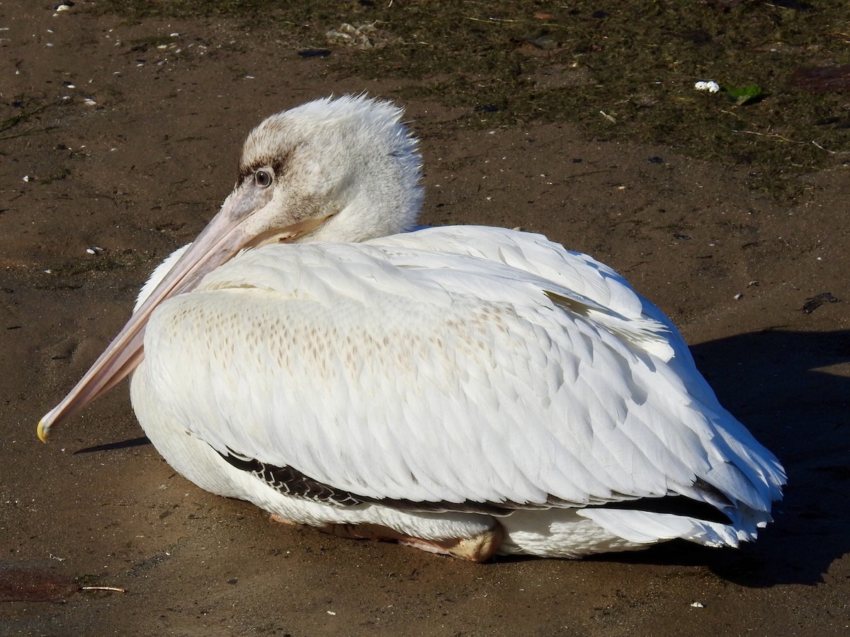 American White Pelican - ML482489851