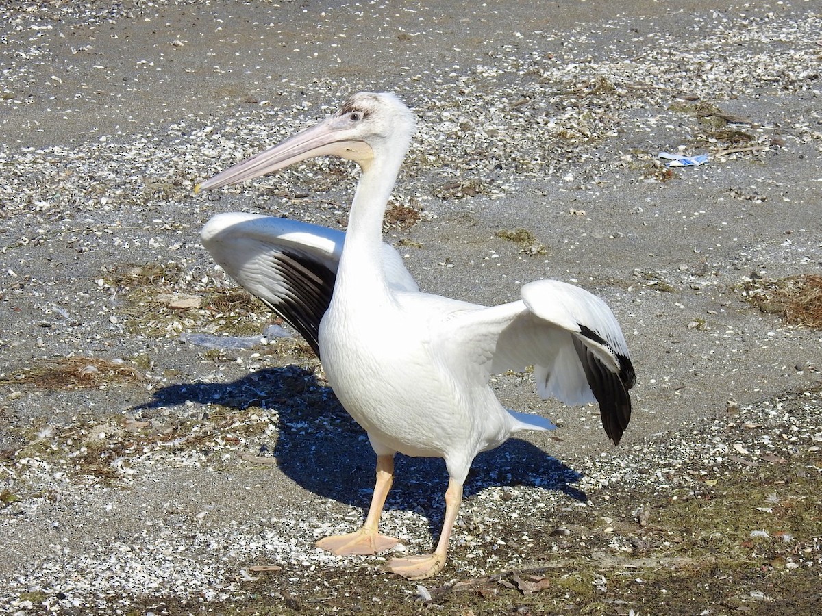 American White Pelican - ML482489861