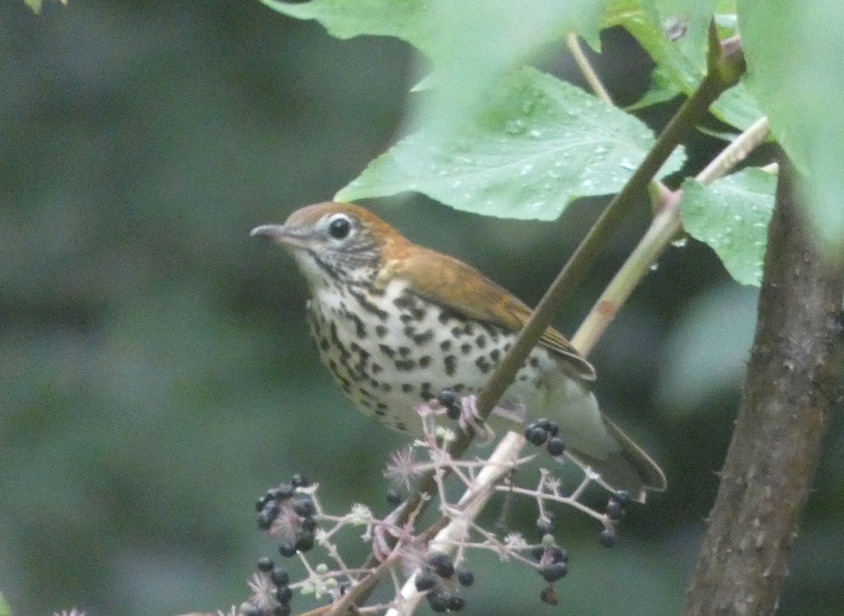 Wood Thrush - ML482491191