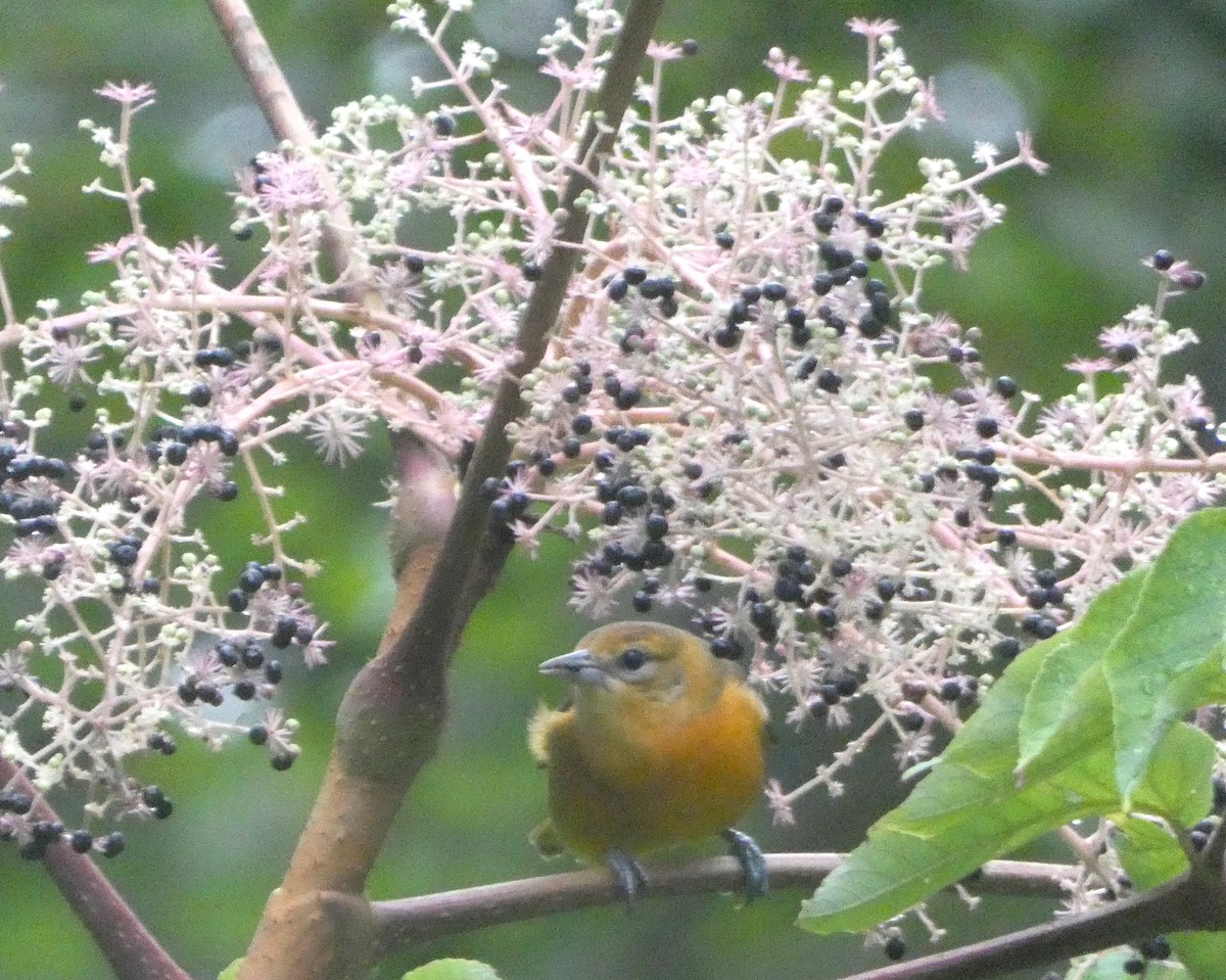 Oriole de Baltimore - ML482491251