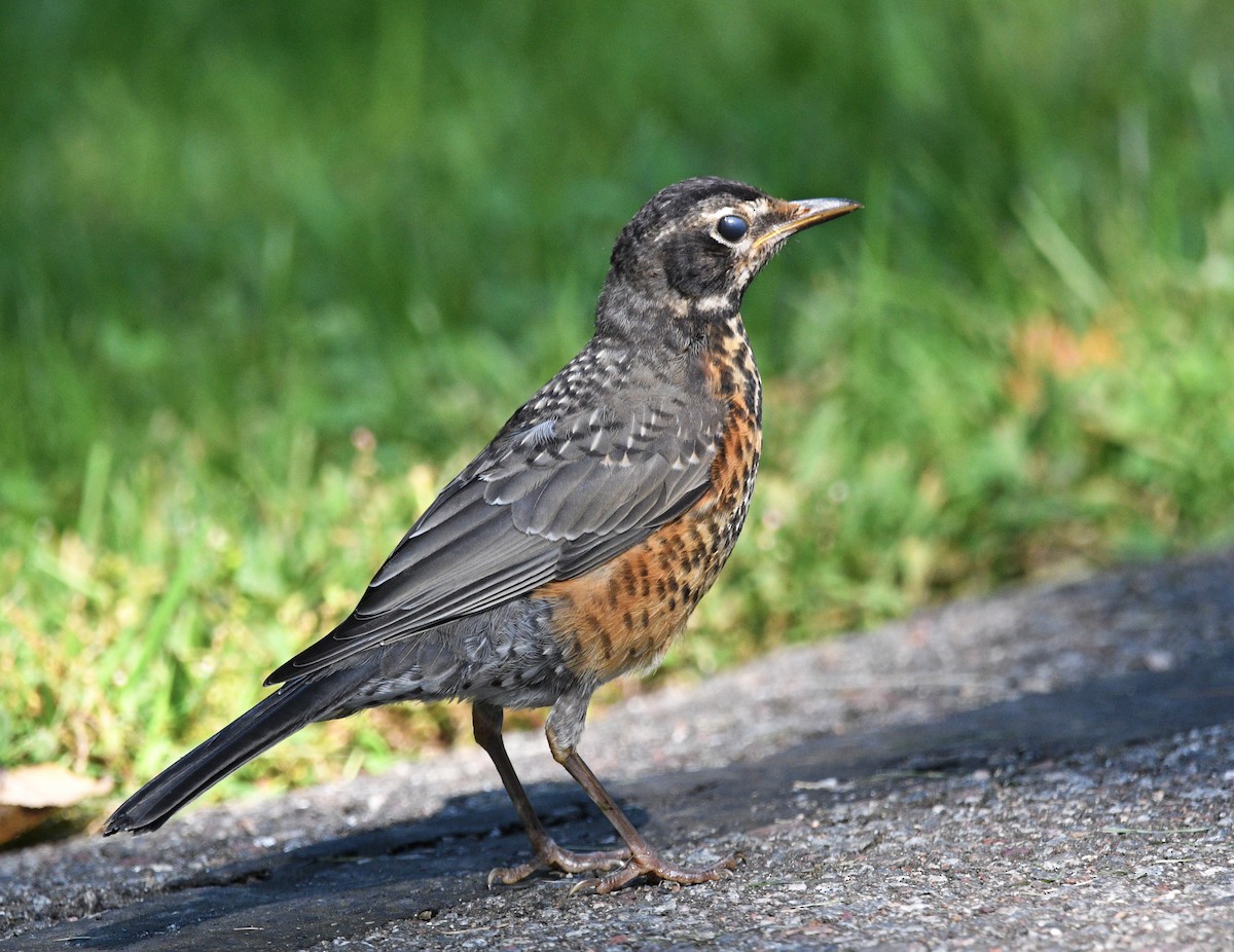 American Robin - ML482491941