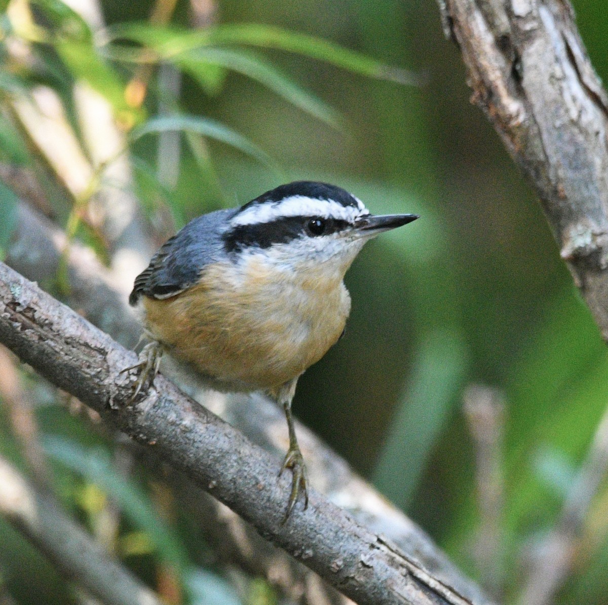 Red-breasted Nuthatch - ML482491971