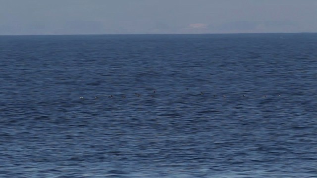 Rhinoceros Auklet - ML482492