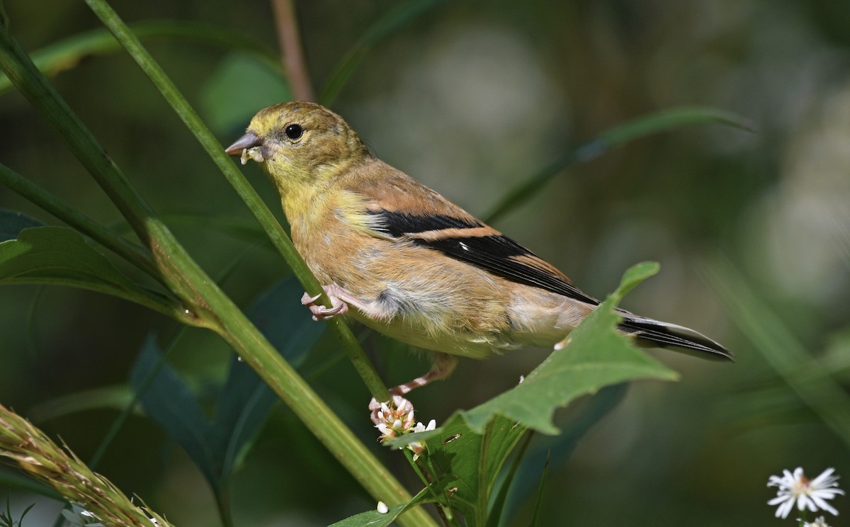 American Goldfinch - ML482492011