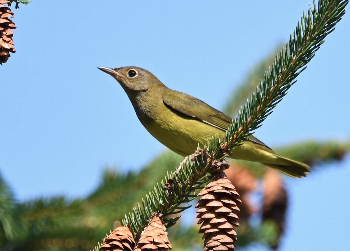 Connecticut Warbler - ML482492071