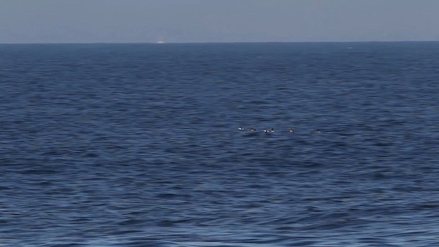 Rhinoceros Auklet - ML482493