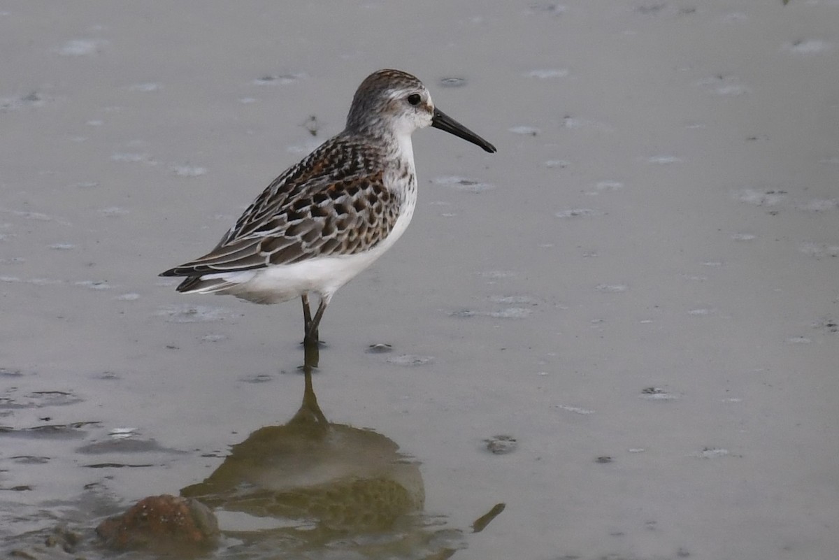 Western Sandpiper - ML482493021