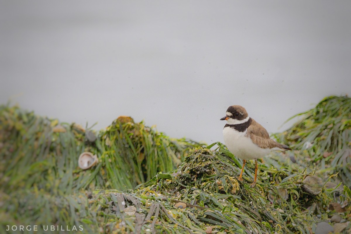 Semipalmated Plover - ML482494111