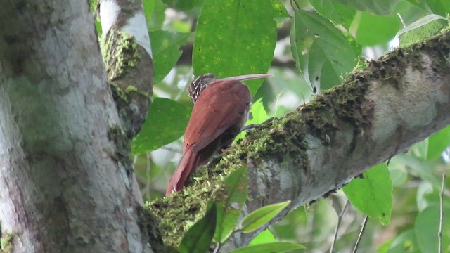 Long-billed Woodcreeper - ML482494131