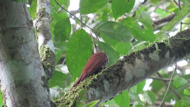 Long-billed Woodcreeper - ML482494191