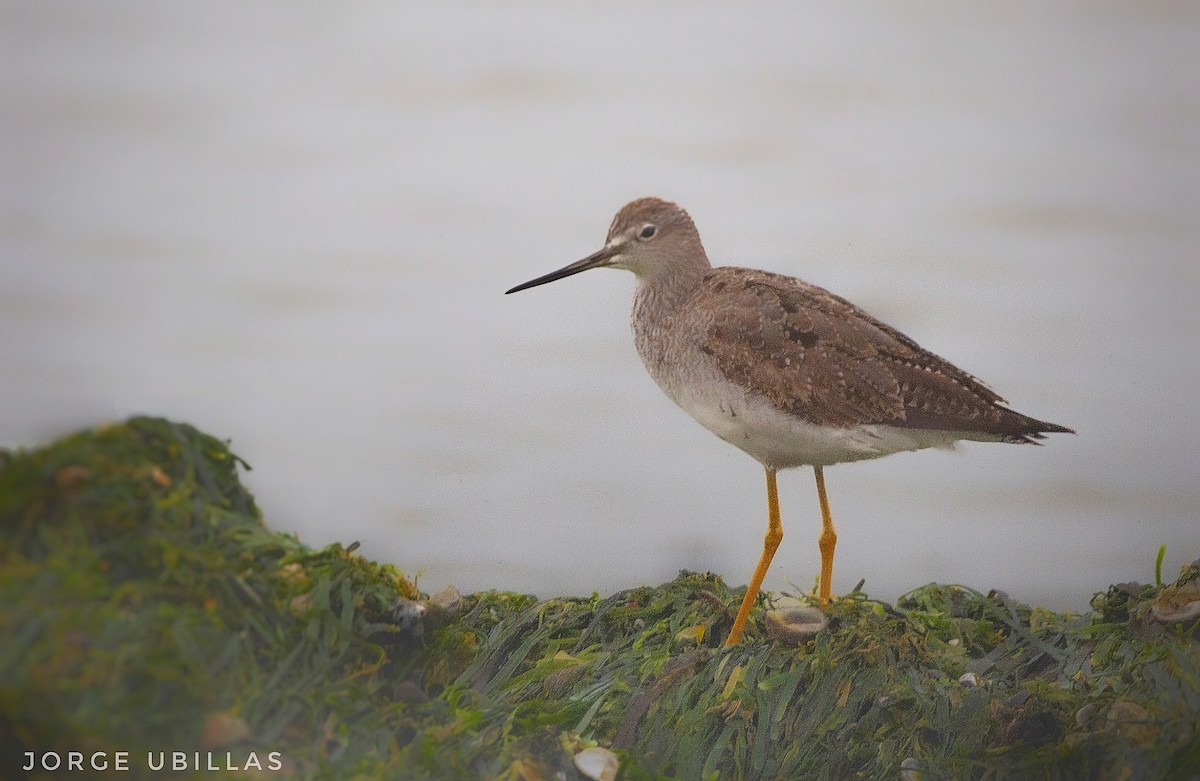 Greater Yellowlegs - ML482494461