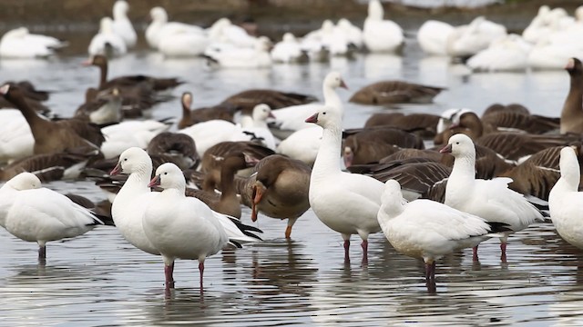 Greater White-fronted Goose - ML482496