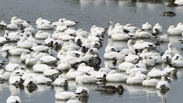 Ross's Goose - ML482497