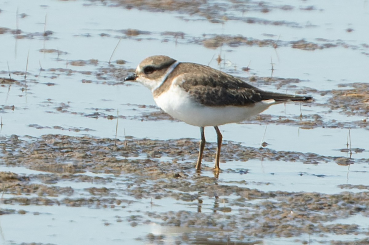 Semipalmated Plover - ML482498471