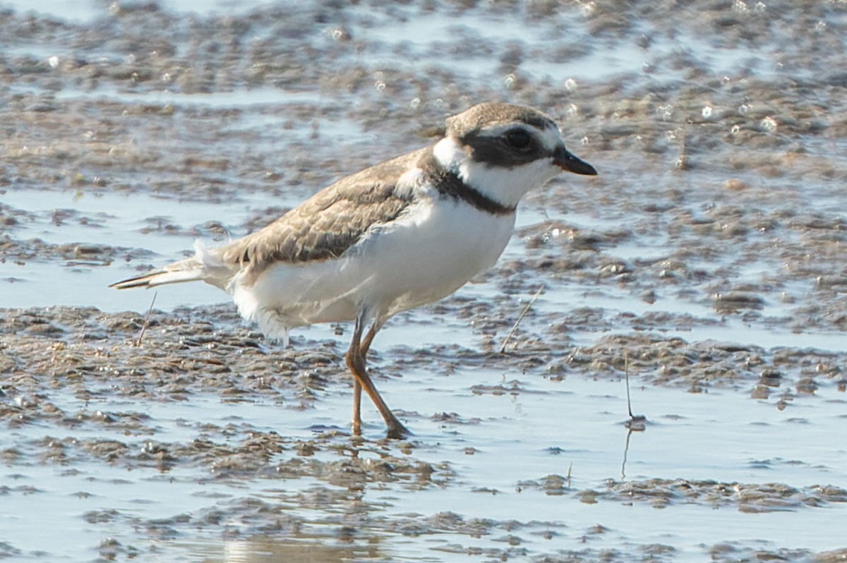 Semipalmated Plover - ML482498481