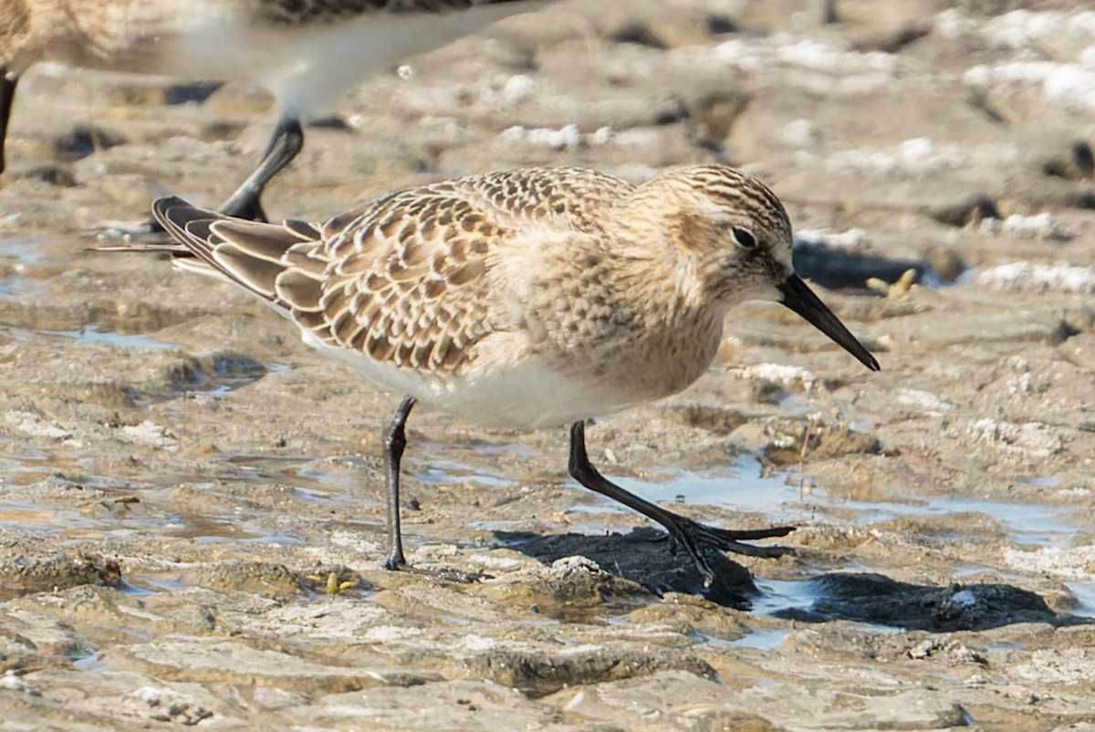 Baird's Sandpiper - Kyle Blaney