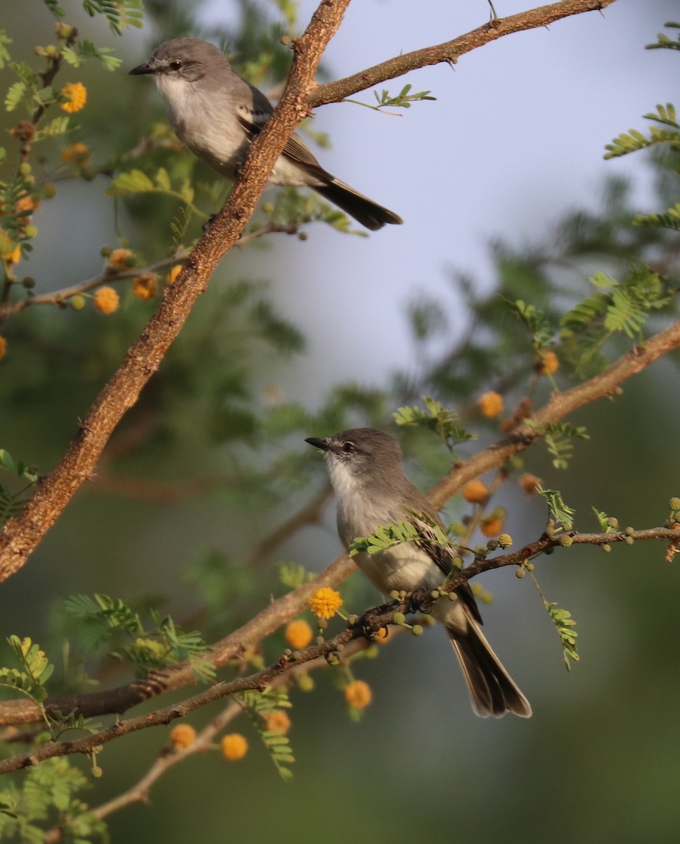 White-crested Tyrannulet (White-bellied) - ML482498811