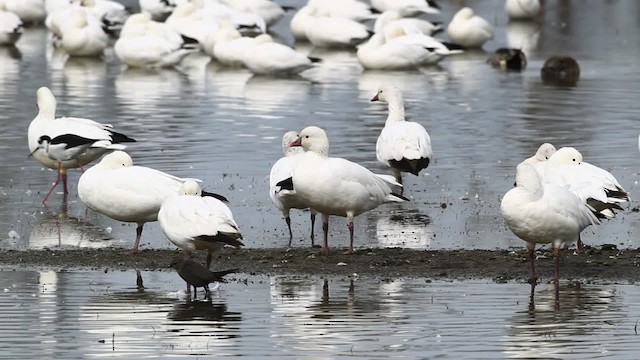 Ross's Goose - ML482499