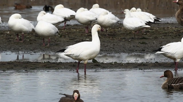 Ross's Goose - ML482500