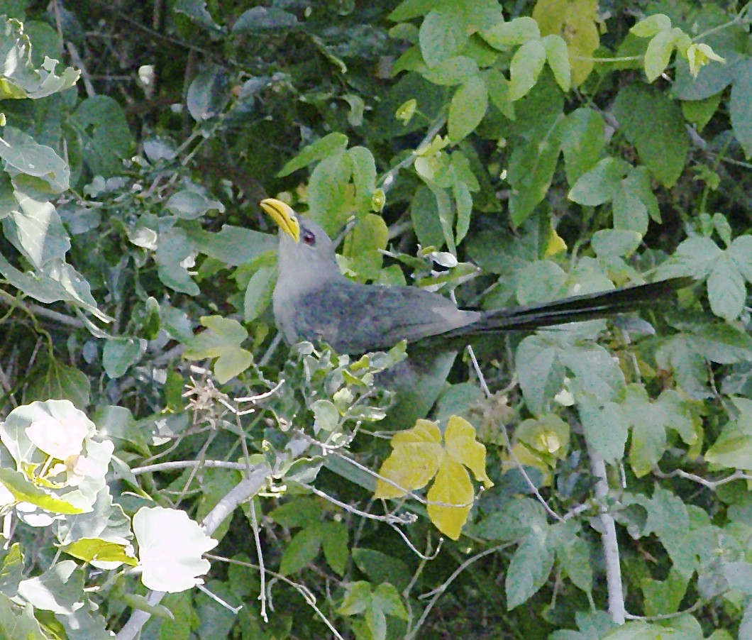 Green Malkoha - ML48250021