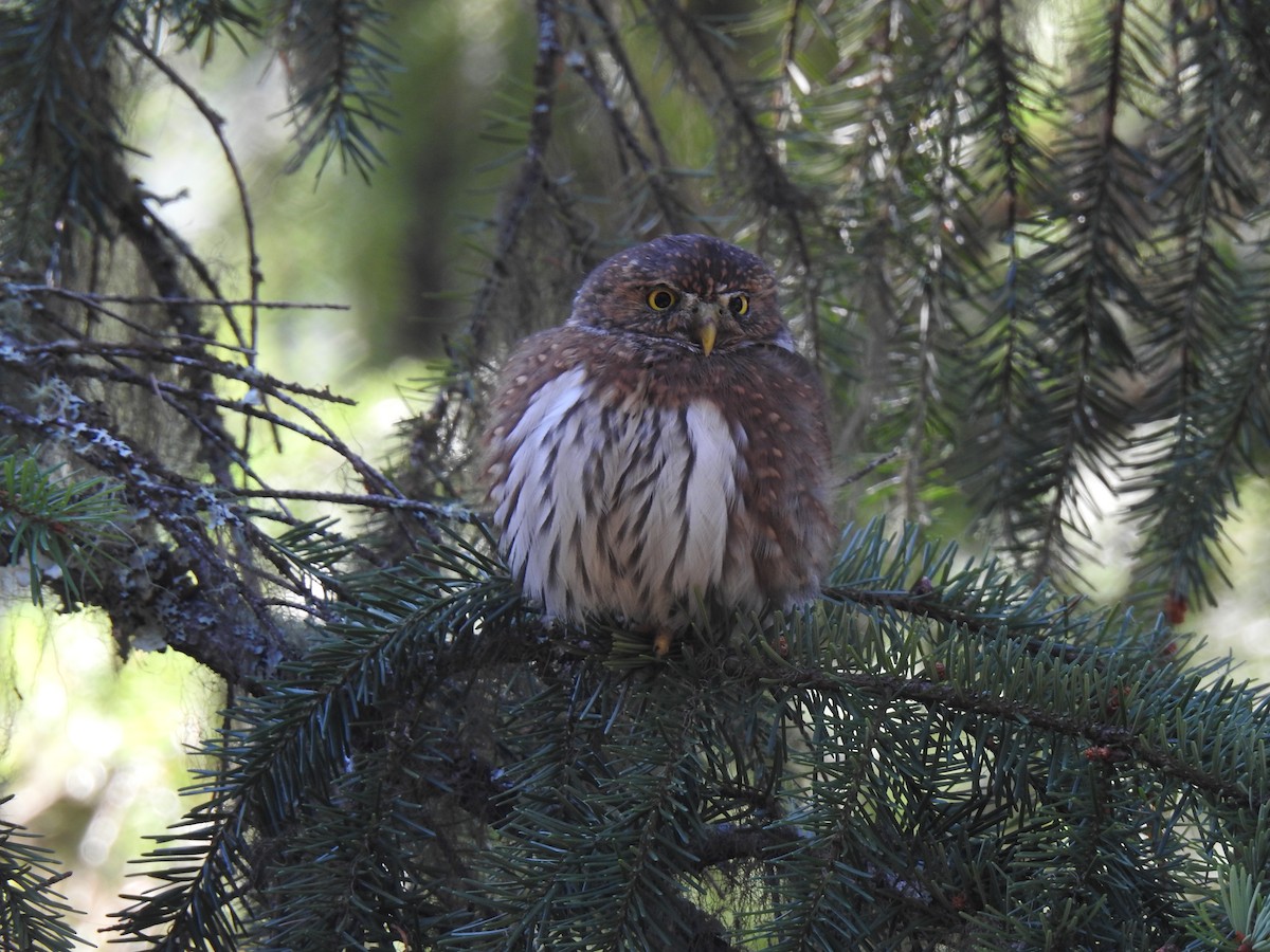 Northern Pygmy-Owl - ML482501271