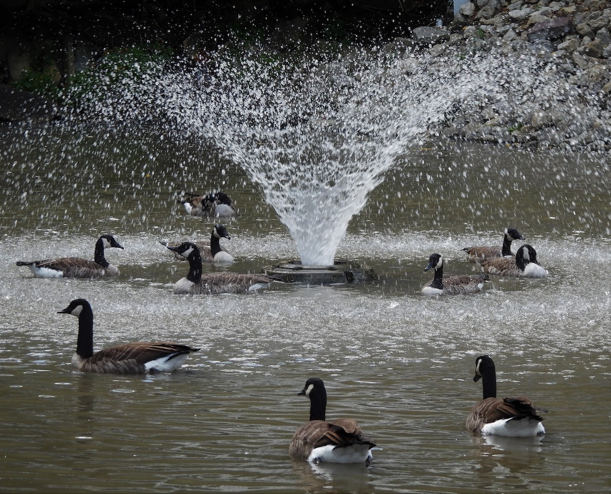 Canada Goose - ML482501731