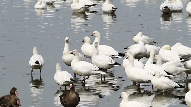 Ross's Goose - ML482503