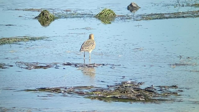 Buff-breasted Sandpiper - ML482503171