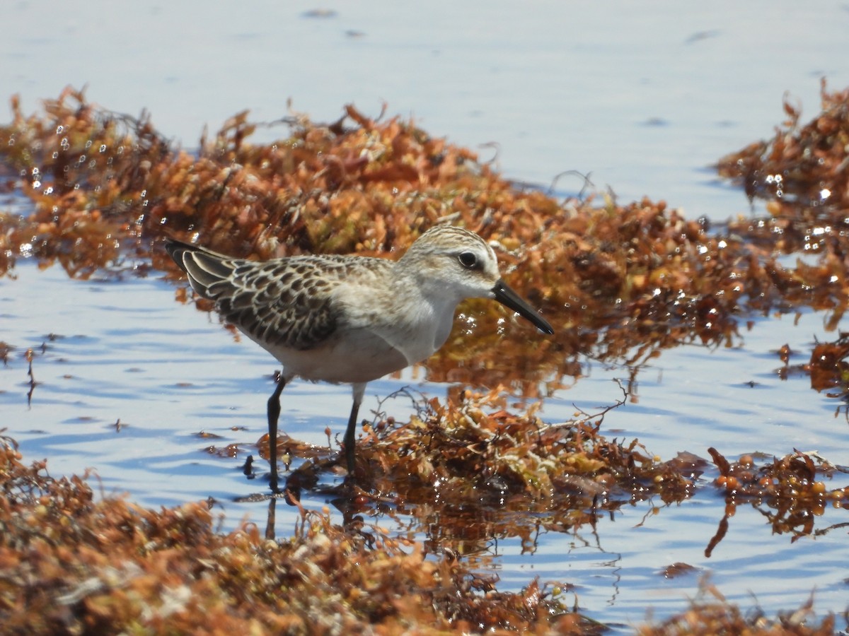 Semipalmated Sandpiper - ML482503721