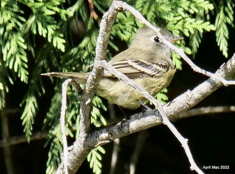 Hammond's Flycatcher - ML482504321