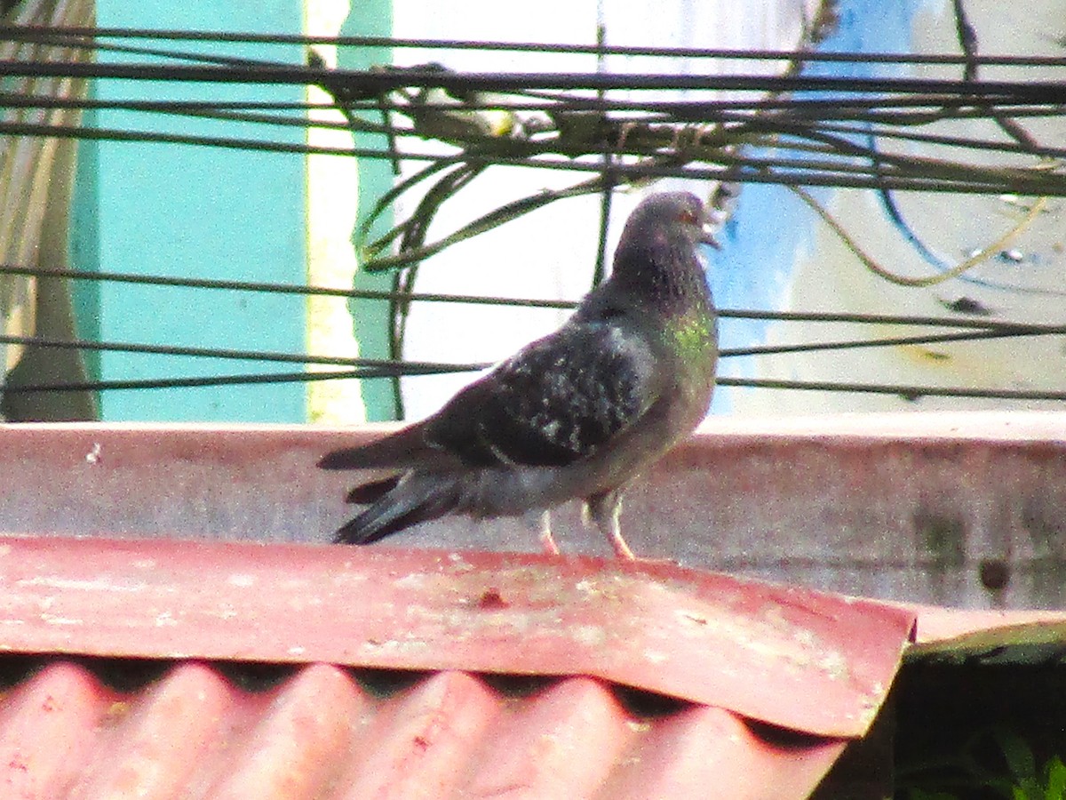 Rock Pigeon (Feral Pigeon) - ML482504821