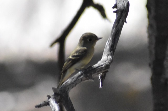 Western Flycatcher (Pacific-slope) - ML482505481