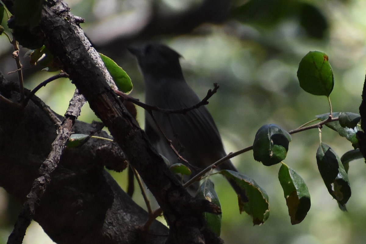 Oak Titmouse - ML482505551