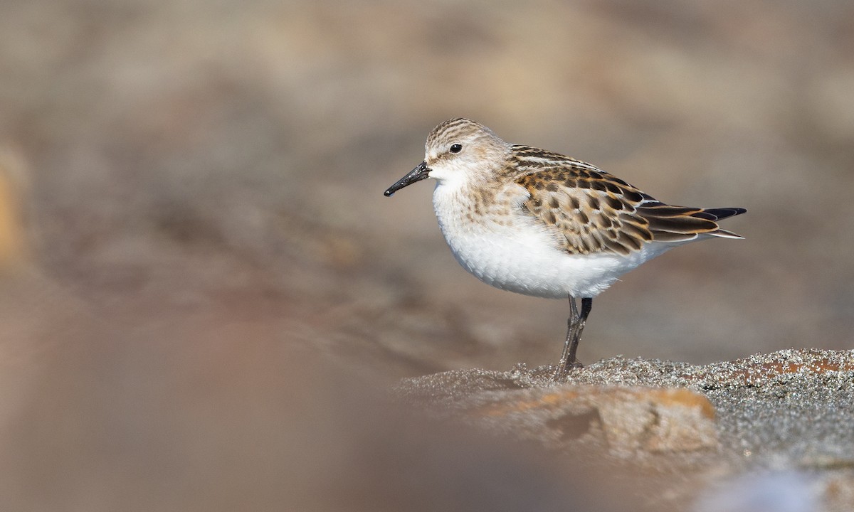 Little Stint - ML482505661